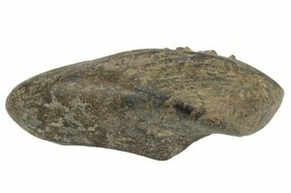 Fossil Whale Ear Bone - South Carolina #189433
