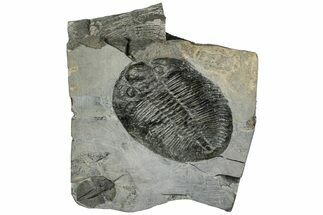 Ogygiocarella Trilobite With Cnemidopyge - Builth Wells, Wales #191317