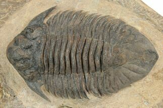 Lichid (Lichas Marocanus) Trilobite - Jbel Bou Degane, Morocco #191785