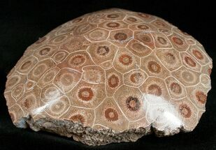 Reddish Polished Fossil Coral Head - Morocco #12126