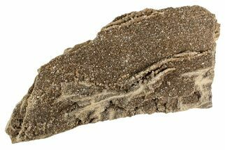 Sparkling, Cretaceous, Petrified Wetumpka Wood - Alabama #191805