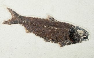Huge Knightia Fossil Fish - inch Layer #12144
