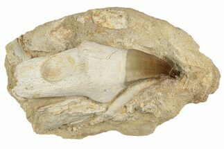 Fossil Rooted Mosasaur (Prognathodon) Tooth In Rock- Morocco #192515