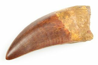 Serrated, Carcharodontosaurus Tooth - Big, Fat Tooth #192799