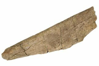 Cretaceous Fossil Dinosaur Limb Bone Section - Wyoming #192590