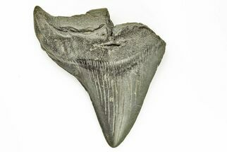 Partial Megalodon Tooth #194083