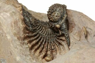 Acanthopyge (Lobopyge) Trilobite - Exposed Hypostome #196633