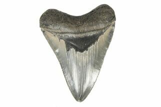 Serrated, Fossil Megalodon Tooth - Nice Enamel Color #196826