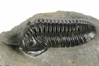 Morocconites Trilobite Fossil - Nice Eye Facets #197129