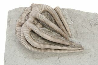 Fossil Crinoid (Actinocrinites) - Crawfordsville, Indiana #197494