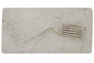 Fossil Crinoid (Macrocrinus) - Crawfordsville, Indiana #197531