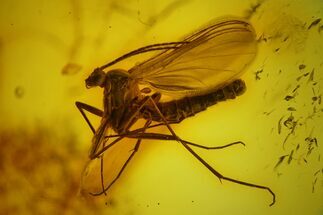 Detailed Fossil Fungus Gnat (Mycetophilidae) In Baltic Amber #197672