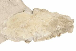 Partial Fossil Canid (Hesperocyon) Skull - Wyoming #198228