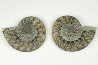 Cut & Polished, Pyritized Ammonite Fossil - Russia #198337