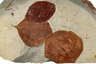 Three Fossil Leaves (Celtis & Zizyphoides) - Montana #199552