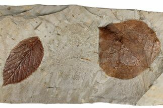 Two Fossil Leaves (Zizyphoides & Unidentified) - Montana #199650