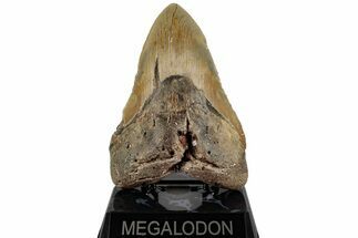 Robust, Fossil Megalodon Tooth - North Carolina #199701