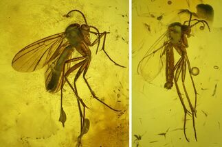 Two Detailed Fossil Fungus Gnats (Sciaridae) In Baltic Amber #200172
