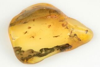Eight Fossil Flies (Diptera) In Baltic Amber #200072