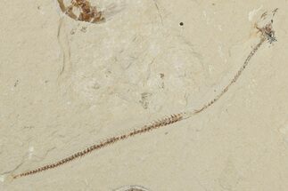 Cretaceous Eel (Enchelion) and Three Shrimp - Hakel, Lebanon #200693