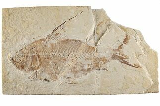 Cretaceous Fossil Fish (Nematonotus) - Hjoula, Lebanon #200767