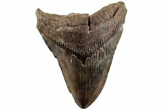 Colorful, Fossil Megalodon Tooth - South Carolina #200819