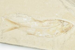 Cretaceous Fossil Fish (Sedenhorstia) - Hjoula, Lebanon #173149