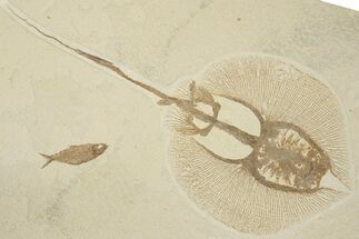 Fossil Stingray (Heliobatis) With Knightia - Wyoming #202113