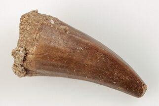 Fossil Mosasaur (Mosasaurus) Tooth - Morocco #200915