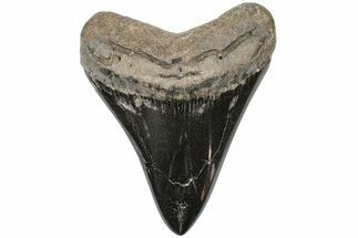 Serrated, Fossil Megalodon Tooth - Polished Blade #203073