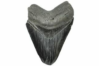 Serrated, Fossil Megalodon Tooth - Feeding Worn Tip #203080