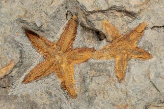 Four Ordovician Starfish (Petraster?) Fossil - Morocco #203542