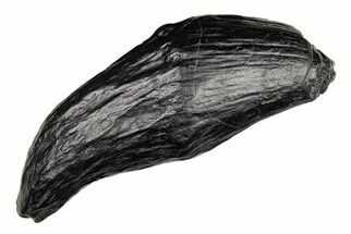 Gigantic, Fossil Sperm Whale (Scaldicetus) Tooth - South Carolina #204275