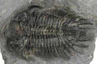 Spiny Delocare (Saharops) Trilobite - Bou Lachrhal, Morocco #204801