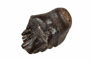 Fossil Pachycephalosaur Tooth - Montana #204641