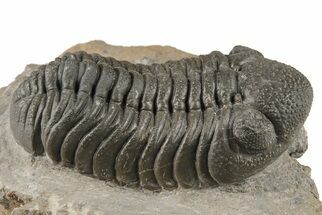 Detailed Morocops Trilobite Fossil - Morocco #204240