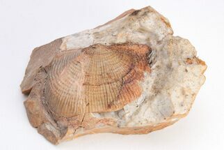Mississippian Brachiopod (Dictyoclostus) - Missouri #204283