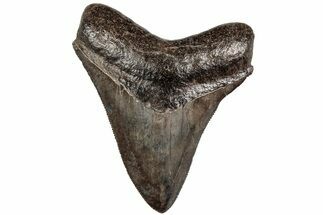 Serrated, Fossil Megalodon Tooth - Glossy Brown Enamel #204623
