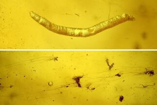 Fossil Larvae, Fungus, and a Fly in Baltic Amber #207542