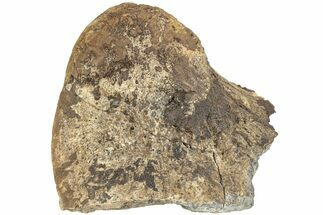 Fossil Triceratops Jugal Bone - Montana #207048