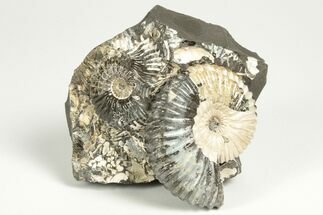 Iridescent Ammonite (Deshayesites) Fossil Cluster - Russia #207460