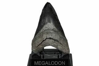 Serrated, Fossil Megalodon Tooth - Bluish Highlights #207658
