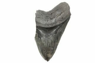 Huge, Partial Megalodon Tooth - South Carolina #207917
