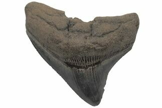 Serrated, Posterior Megalodon Tooth - South Carolina #210783