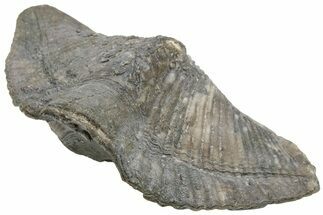 Pyrite Replaced Brachiopod (Orthospirifer) Fossil - Ohio #212125