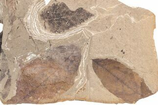 Fossil Leaf (Ulmus & Fagus) Plate - McAbee Fossil Beds, BC #213207