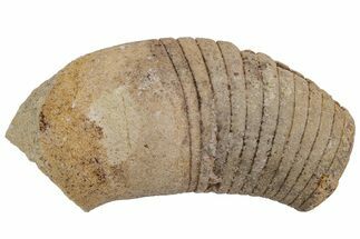 Ordovician Oncoceratid (Beloitoceras) Fossil - Wisconsin #216371