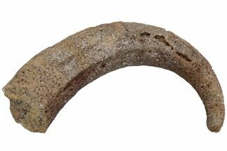 Ordovician Septate Gastropod (Ecculiomphalus) Fossil - Wisconsin #216413