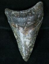 Uniquely Color Lower Megalodon Tooth - Venice #13323