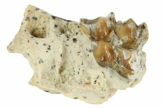 Fossil Early Ungulate (Bachitherium) Jaw - France #218521